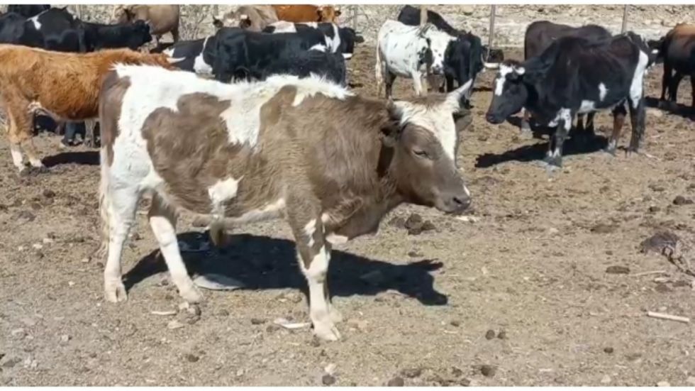Alistan ayuda con alimento para  ganaderos afectados por incendios