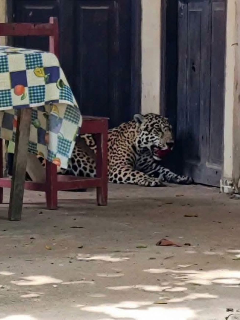 Emiten orden de aprehensión para persona identificada por muerte de jaguar en Guayaramerín