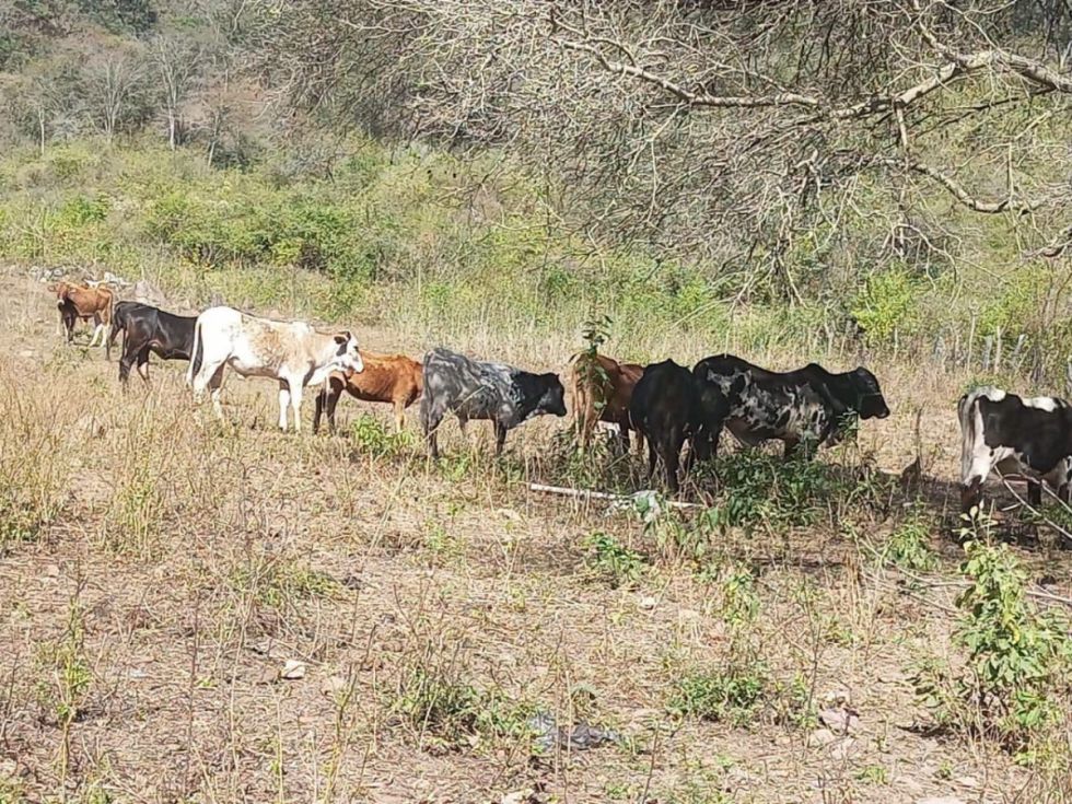 Encarcelan a sospechoso de abigeato en Entre Ríos 