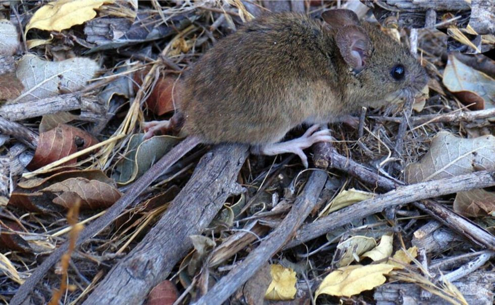 Hantavirus deja tres fallecidos en Tarija y Sedes refuerza la prevención en zonas rurales