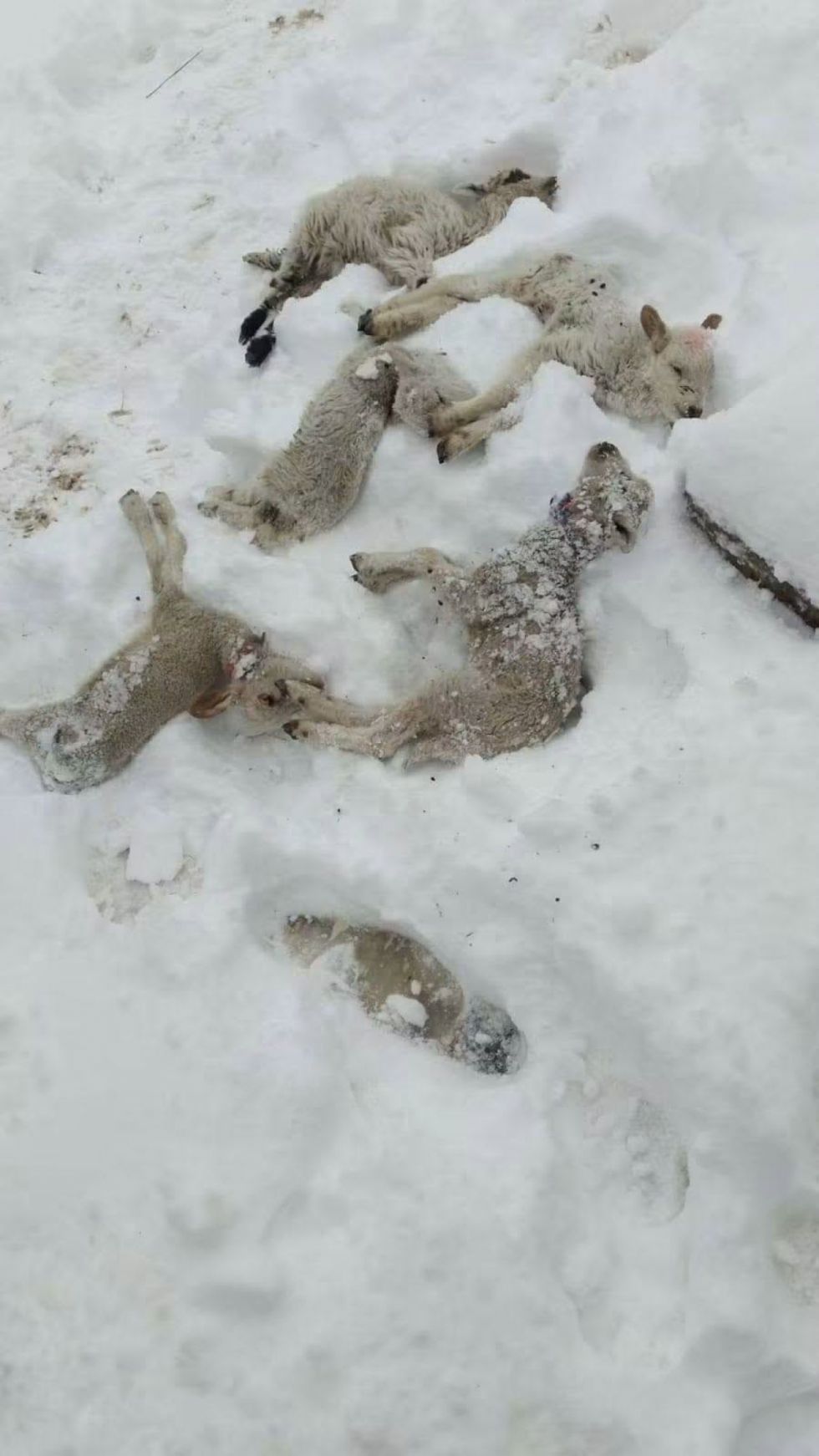 Bolivia bajo cero: nieve y lluvias golpean a cinco departamentos