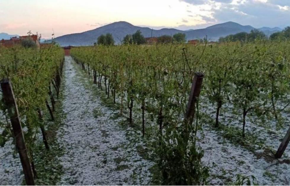 Heladas ponen en riesgo la producción de arveja y vid en Cercado
