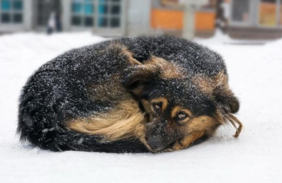Sin refugio y a la intemperie: perros callejeros enfrentan las bajas temperaturas en Tarija
