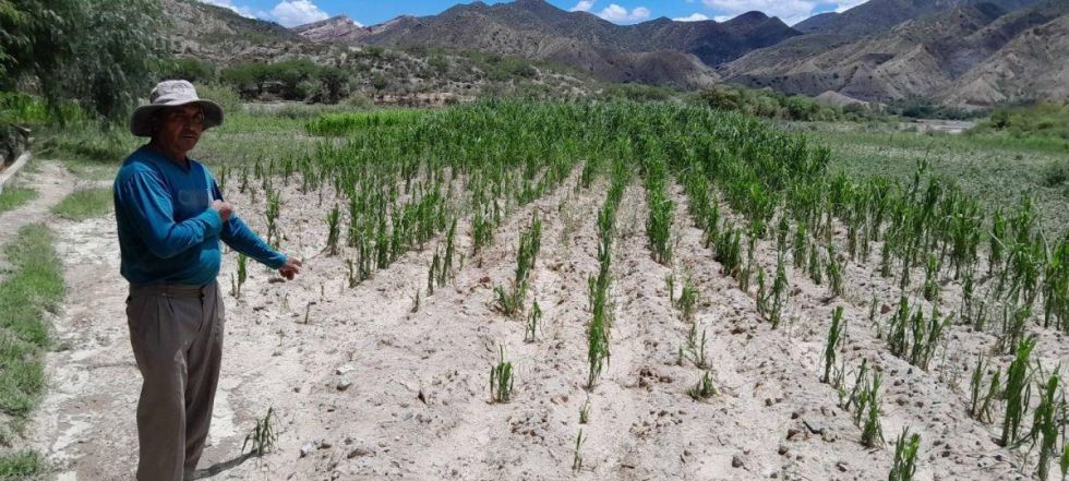Heladas y olas de calor ponen en riesgo la próxima cosecha 