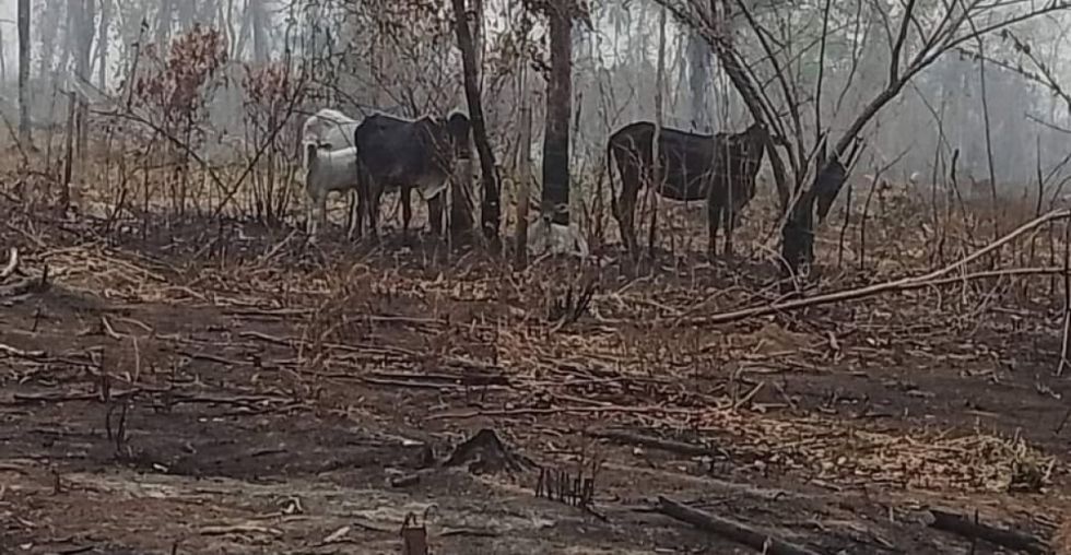 Afectados por incendios piden forraje para el ganado 