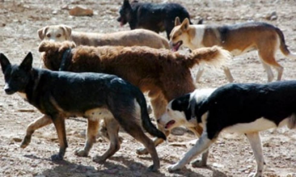 Evalúan acciones por canes violentos en La Gamoneda