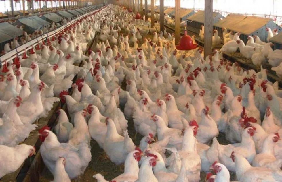 Fin a la subvención al diésel: Avicultores evalúan subir el precio del kilo de pollo vivo a Bs 15