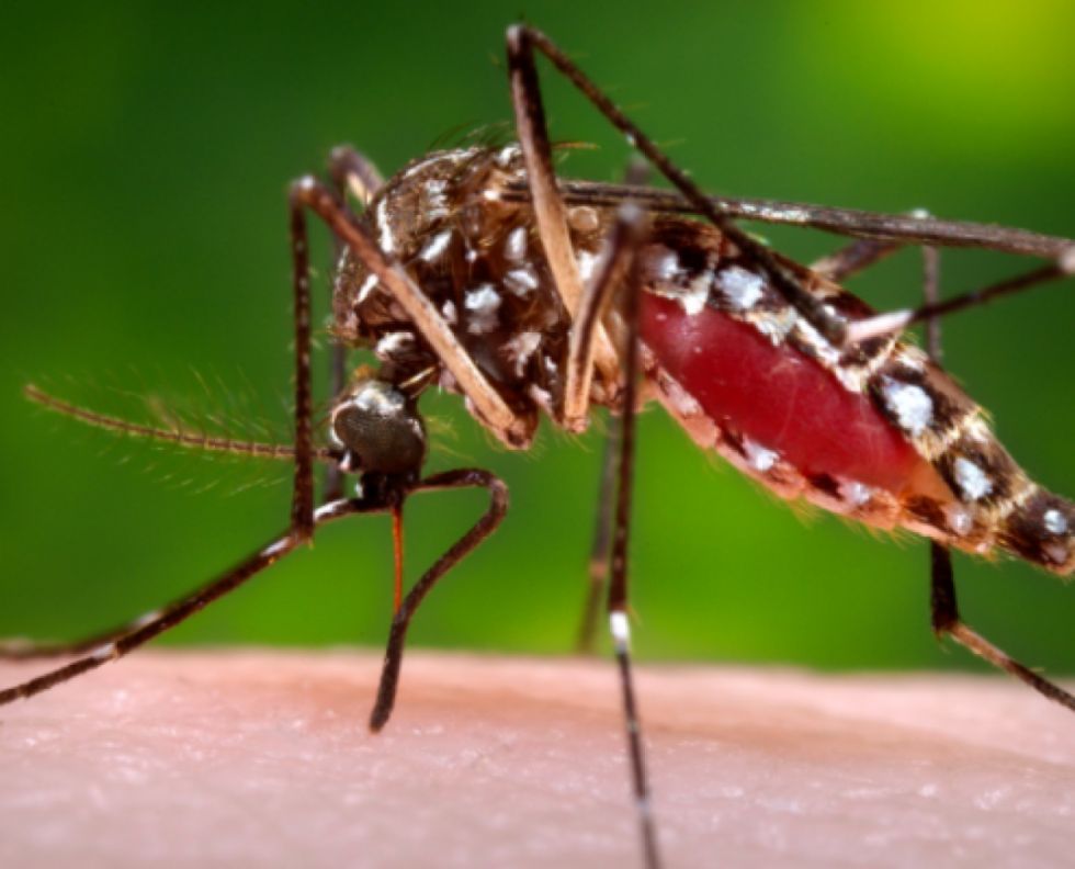 Inician campañas contra el mosquito del dengue