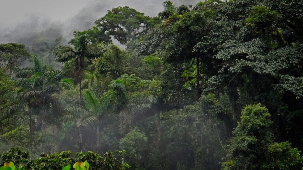 ¿Cuánto vale un bosque en pie? Así le pusieron precio