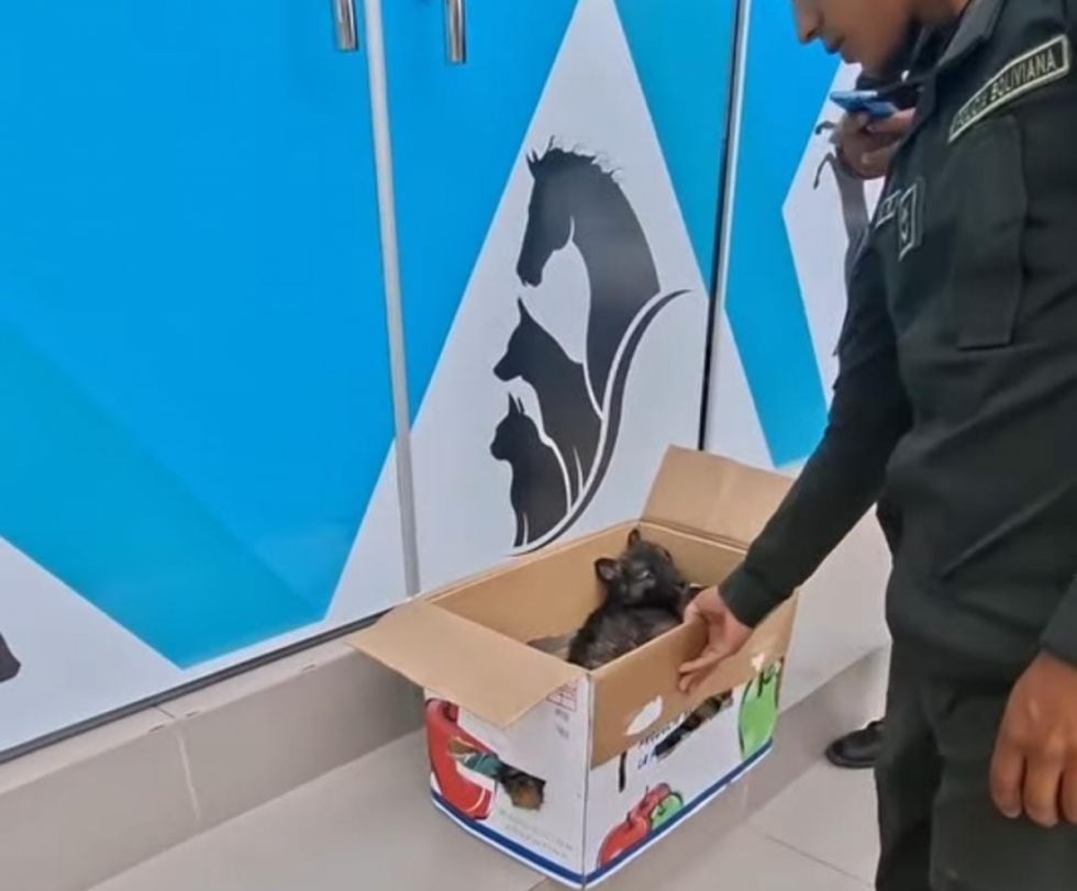 Detectan venta ilegal de canes de raza en redes sociales
