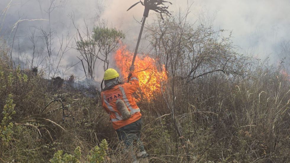 Bosques: Por una hectárea desmontada, 36 quemadas