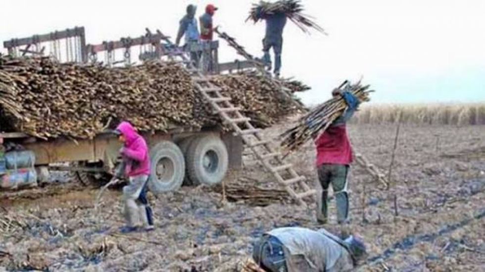 Explotación: la situación de los trabajadores de las zafras