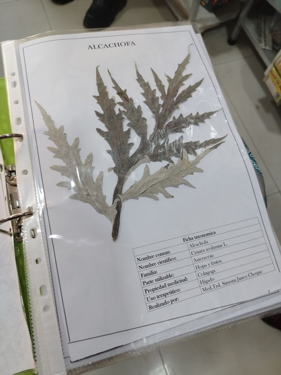 Alcachofa en el Herbario de la médica tradicional Simona Janco Choque