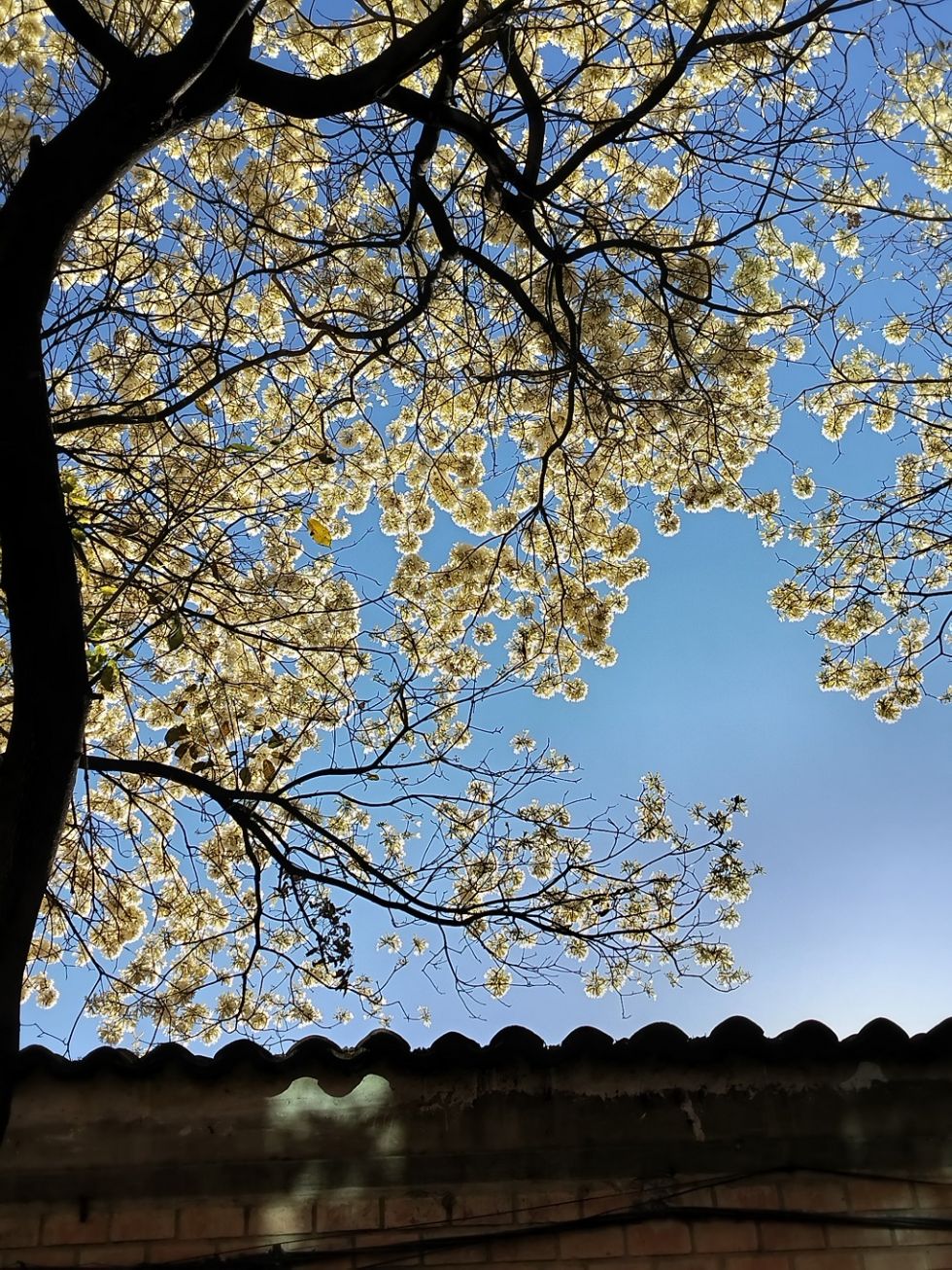 Pura Cepa, El País, Tarija, Lapacho