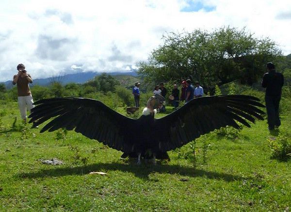 Pura Cepa, El País, Cóndor Andino