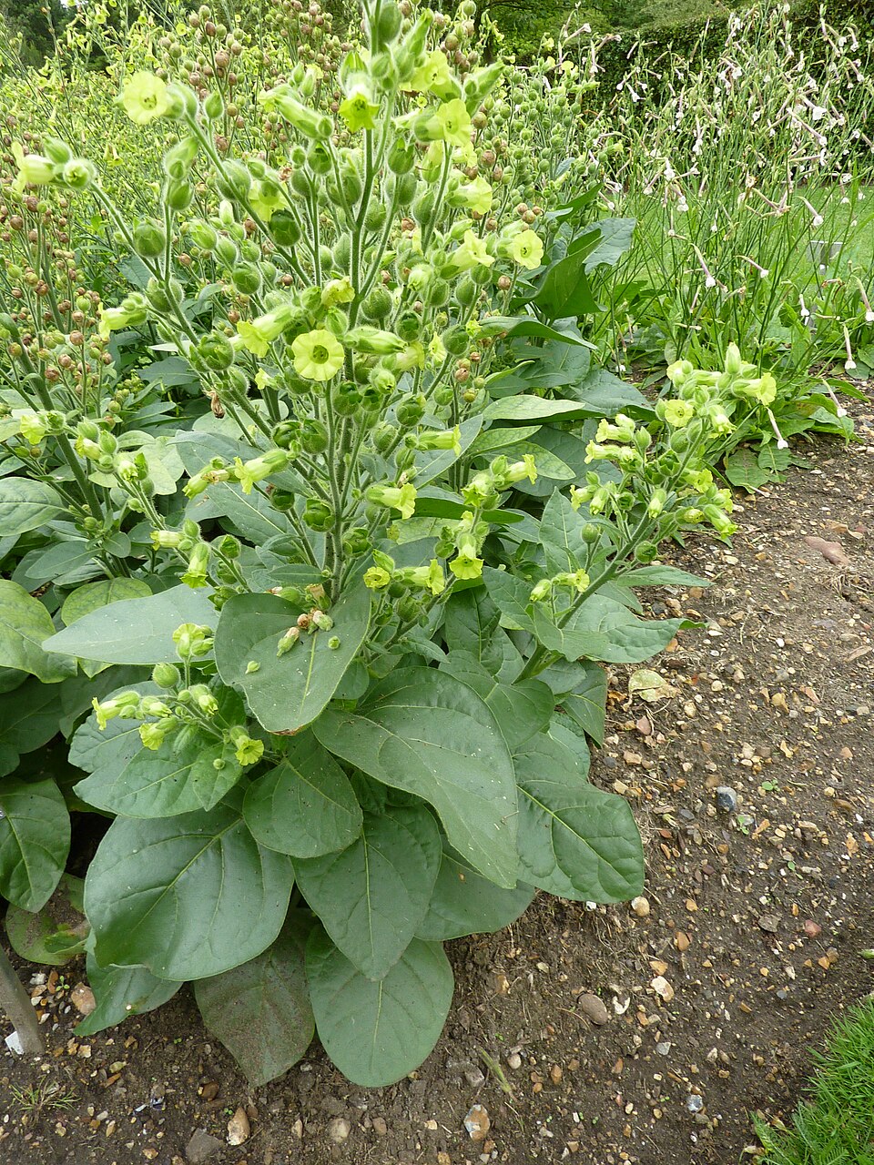 Tabaco, El País, Entre Ríos, Tarija