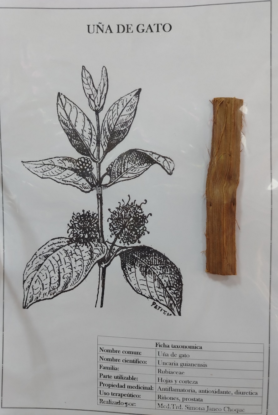 Uña de gato en el herbario de Simona Janco Choque