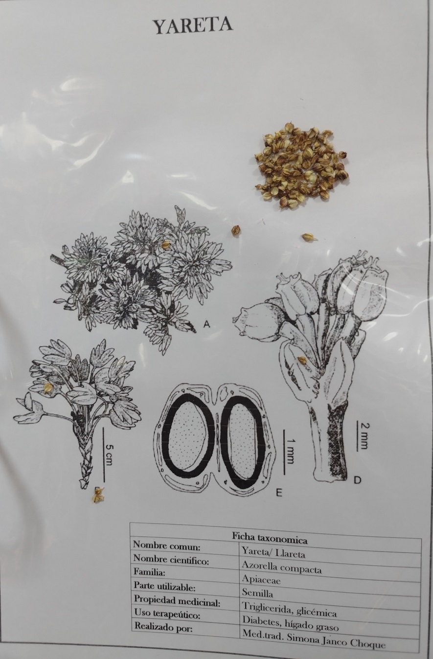 Yareta en el herbario de Simona Janco Choque