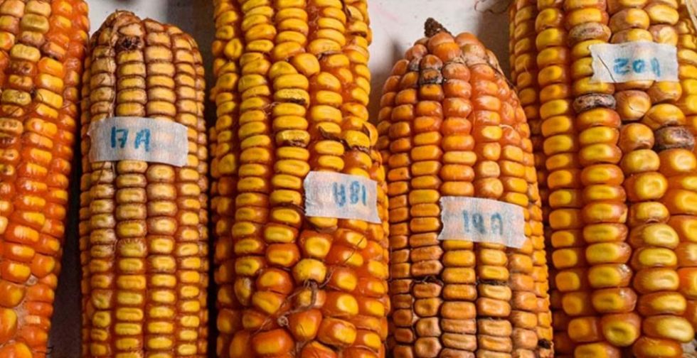 Maíz amarillo, Bolivia, El País