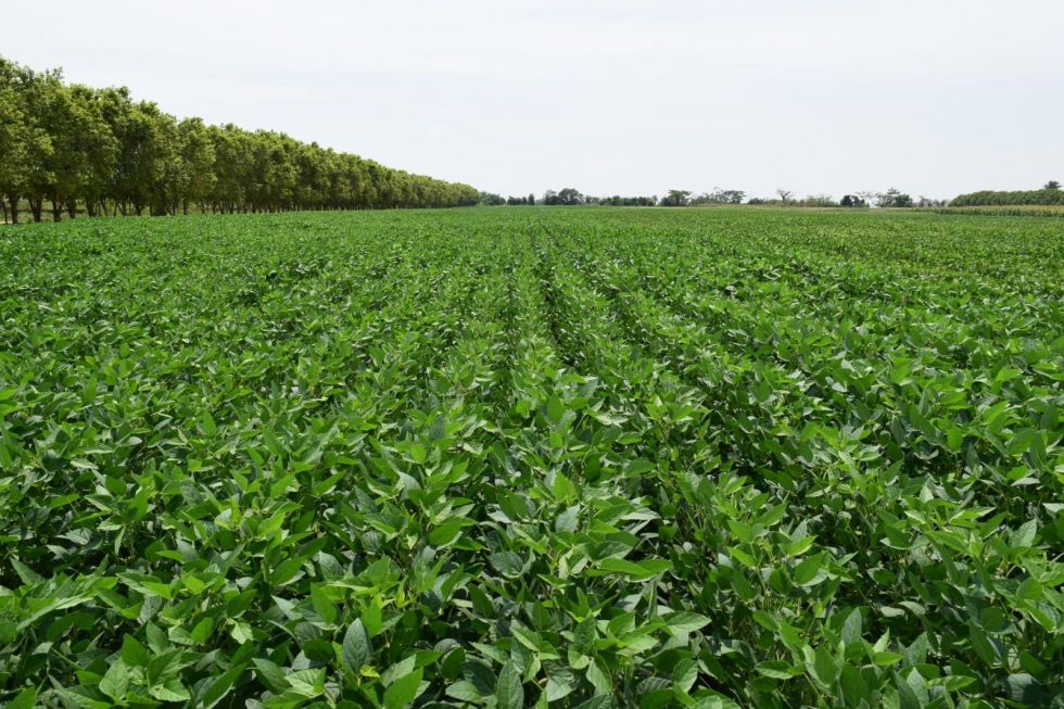 Soya, Bolivia, El País